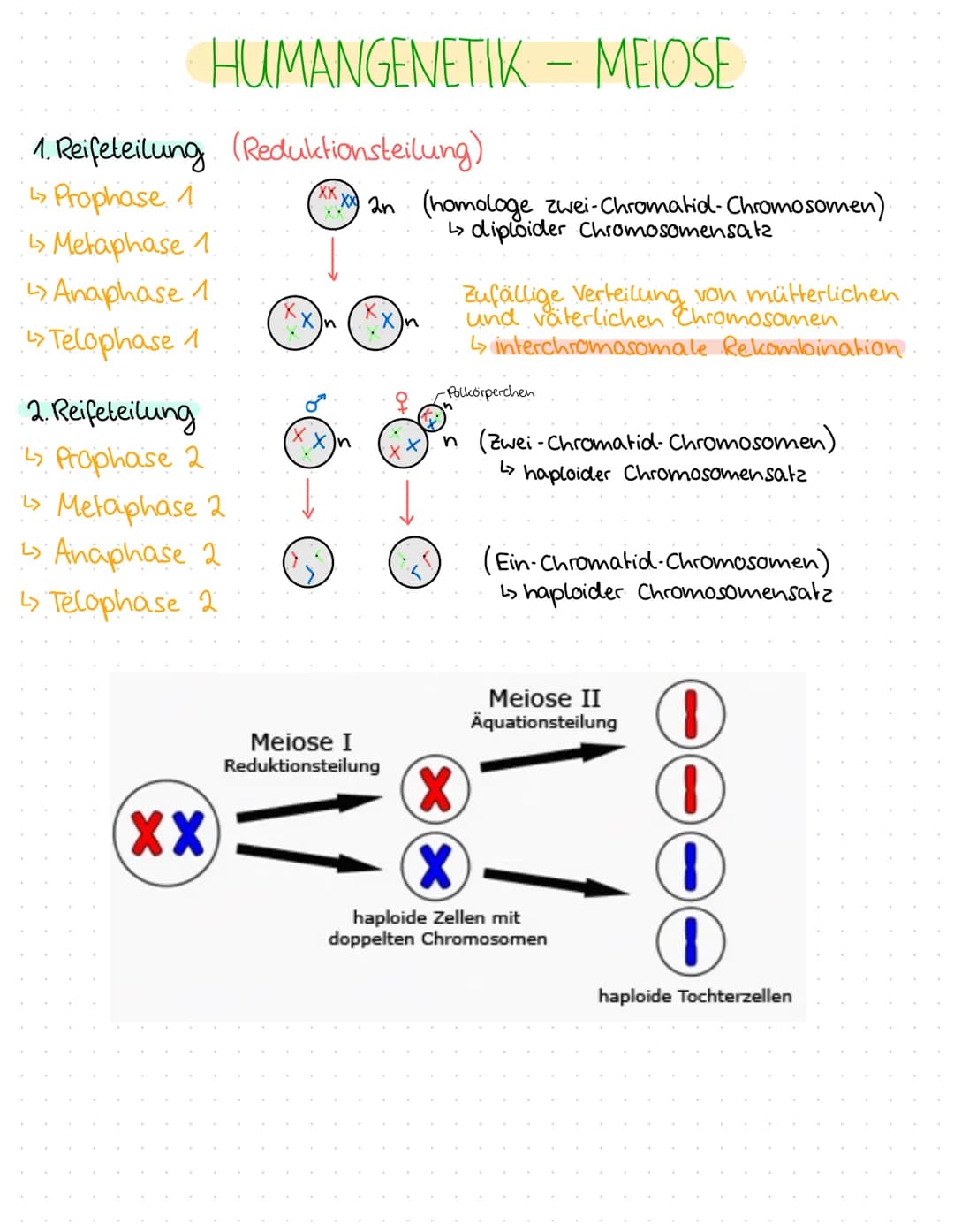 0
0
O
O
0
0
1.BIOLOGIEKLAUSUR - 2. HALBJAHR
Ergebnis: 14 P
THEMEN
GENTECHNIK
Aufbau Plasmid / Vektor
Grundoperationen der Gentechnik
↳> Isol