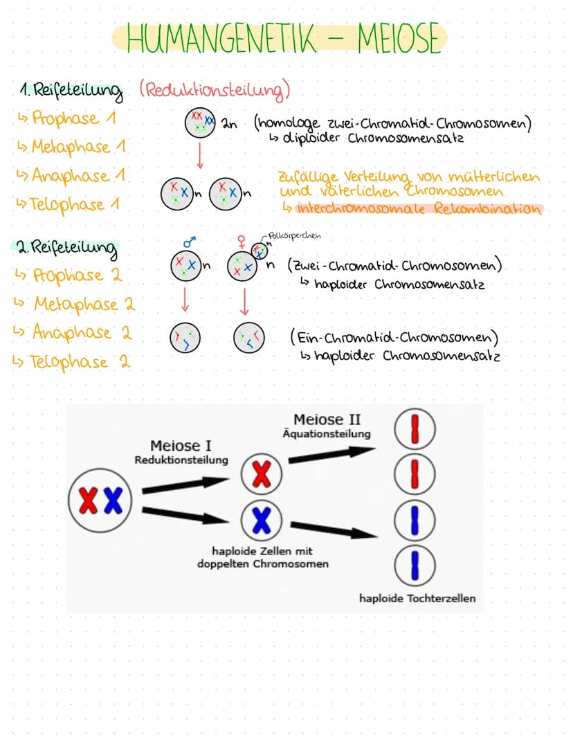 0
0
O
O
0
0
1.BIOLOGIEKLAUSUR - 2. HALBJAHR
Ergebnis: 14 P
THEMEN
GENTECHNIK
Aufbau Plasmid / Vektor
Grundoperationen der Gentechnik
↳> Isol
