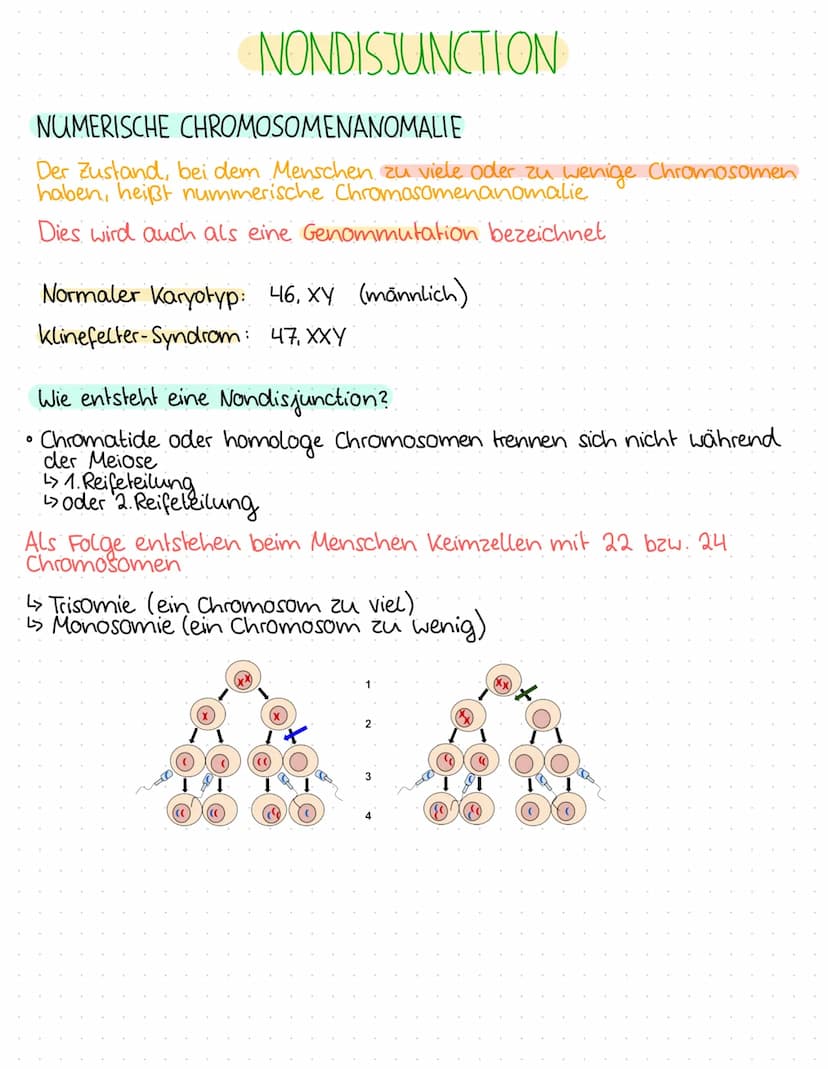 0
0
O
O
0
0
1.BIOLOGIEKLAUSUR - 2. HALBJAHR
Ergebnis: 14 P
THEMEN
GENTECHNIK
Aufbau Plasmid / Vektor
Grundoperationen der Gentechnik
↳> Isol