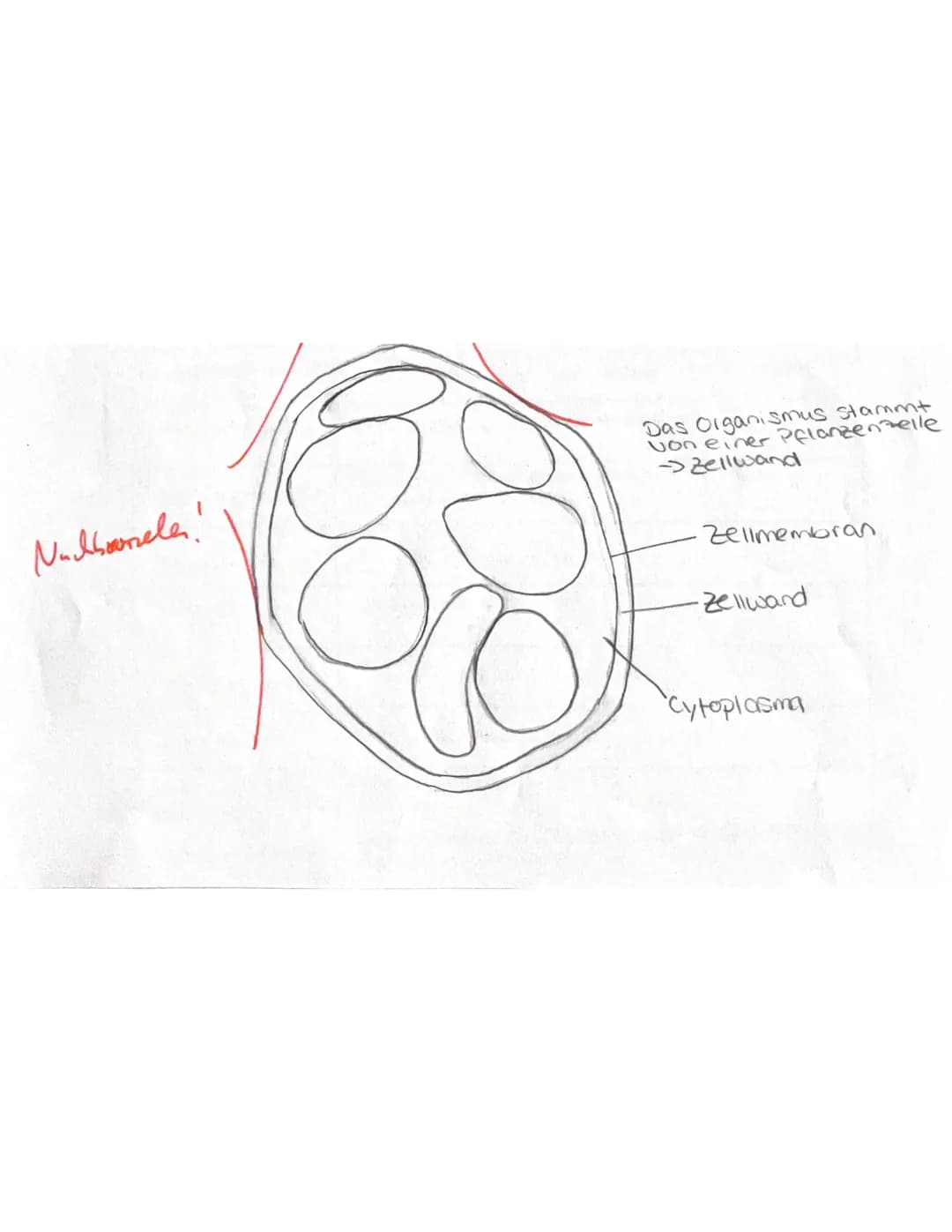 Klausur 1 EF/1
Biologie, Grundkurs 2021
Bitte achten Sie auf einen Korrekturrand (10 cm) und nummerieren Sie jede Seite.
Aufgabe 1: Ein Blic