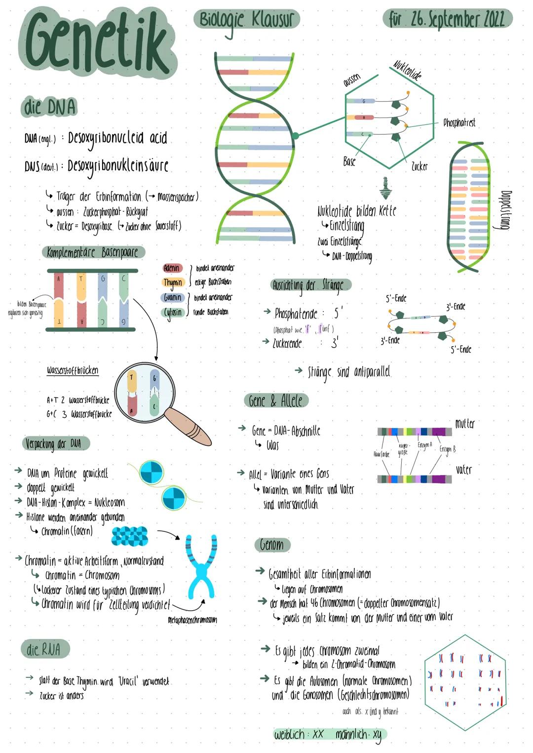 Genetik
die DNA
DWA (gl.) Desoxyribonucleid acid.
DWS (dent.) Desoxyribonukleinsäure
bilden Basenpaase
ergänzen sich genseitig
Träger der Er