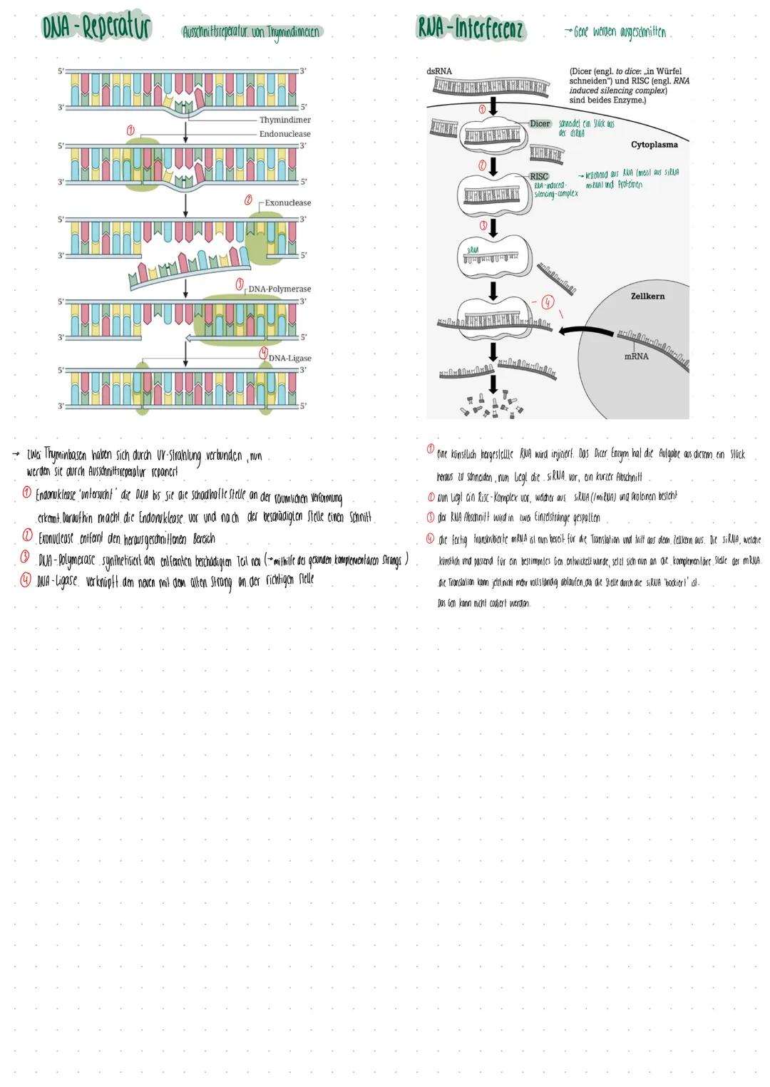 Genetik
die DNA
DWA (gl.) Desoxyribonucleid acid.
DWS (dent.) Desoxyribonukleinsäure
bilden Basenpaase
ergänzen sich genseitig
Träger der Er
