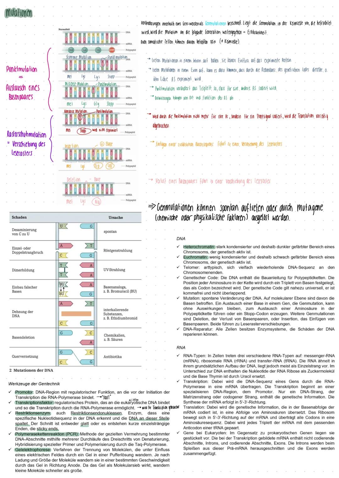Genetik
die DNA
DWA (gl.) Desoxyribonucleid acid.
DWS (dent.) Desoxyribonukleinsäure
bilden Basenpaase
ergänzen sich genseitig
Träger der Er