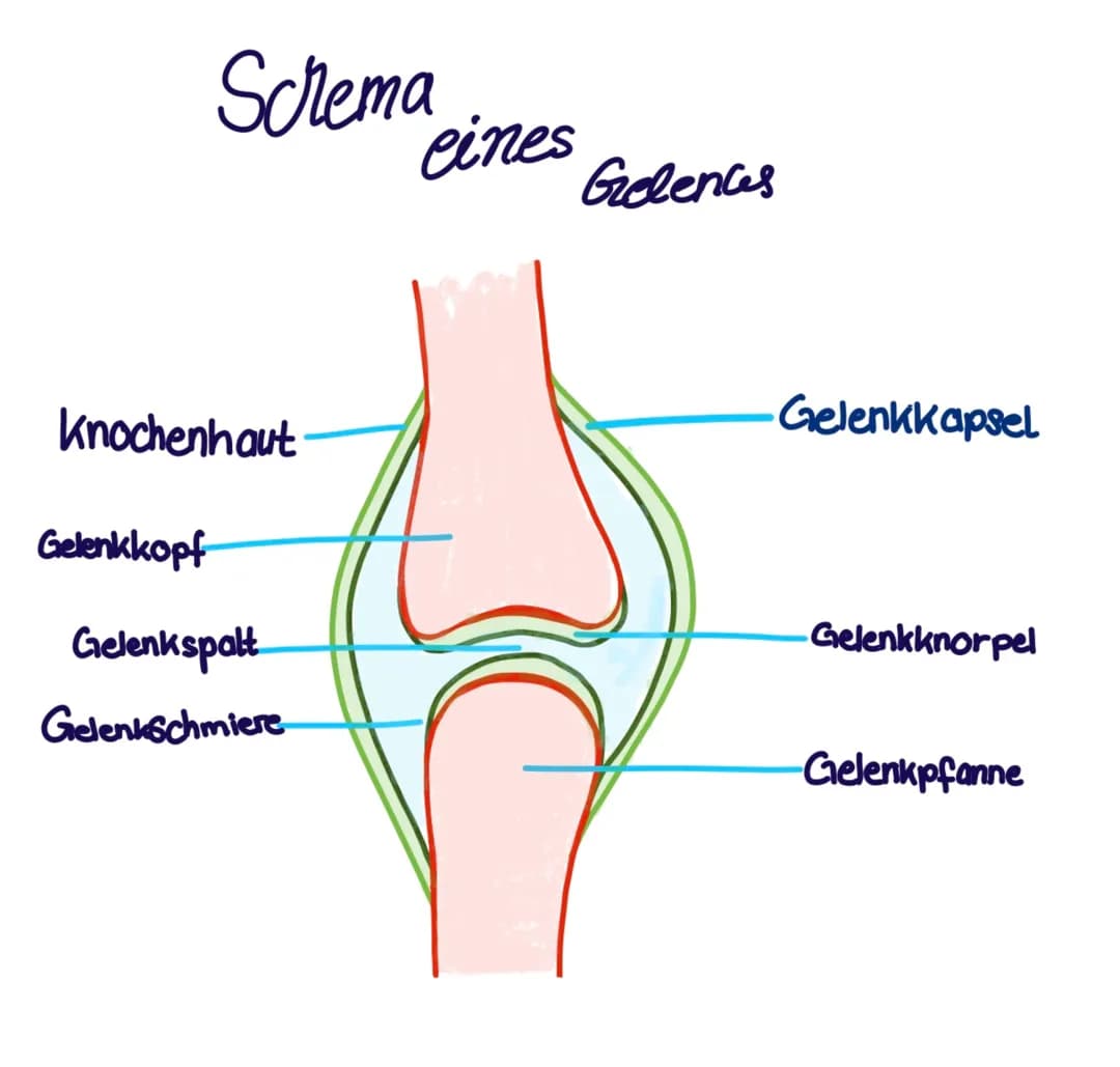 Schema eines Gelenkes 