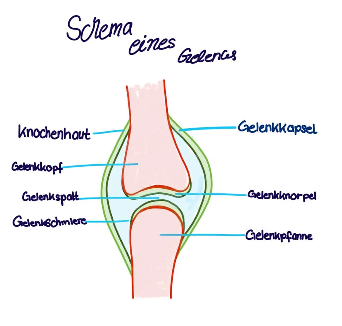 Schema
Knochenhaut
Gelenkkopf
Gelenkspalt
Gelenkschmiere
eines
Gelences
Gelenkkapsel
Gelenkknorpel
Gelenkpfanne