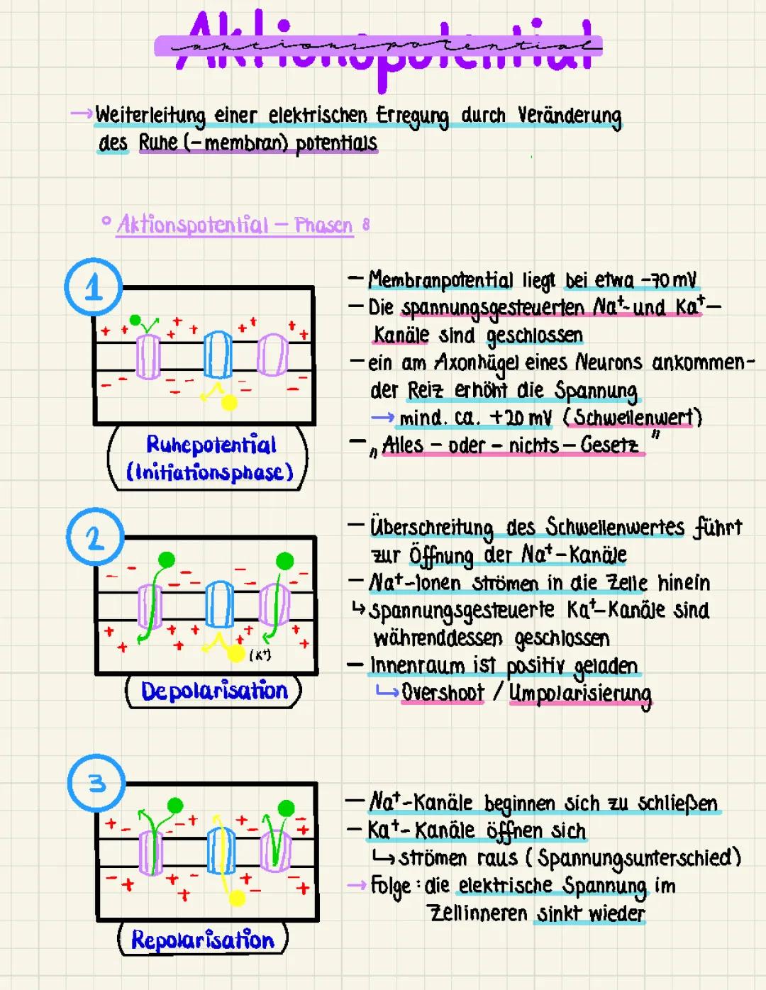 Aktionspotential