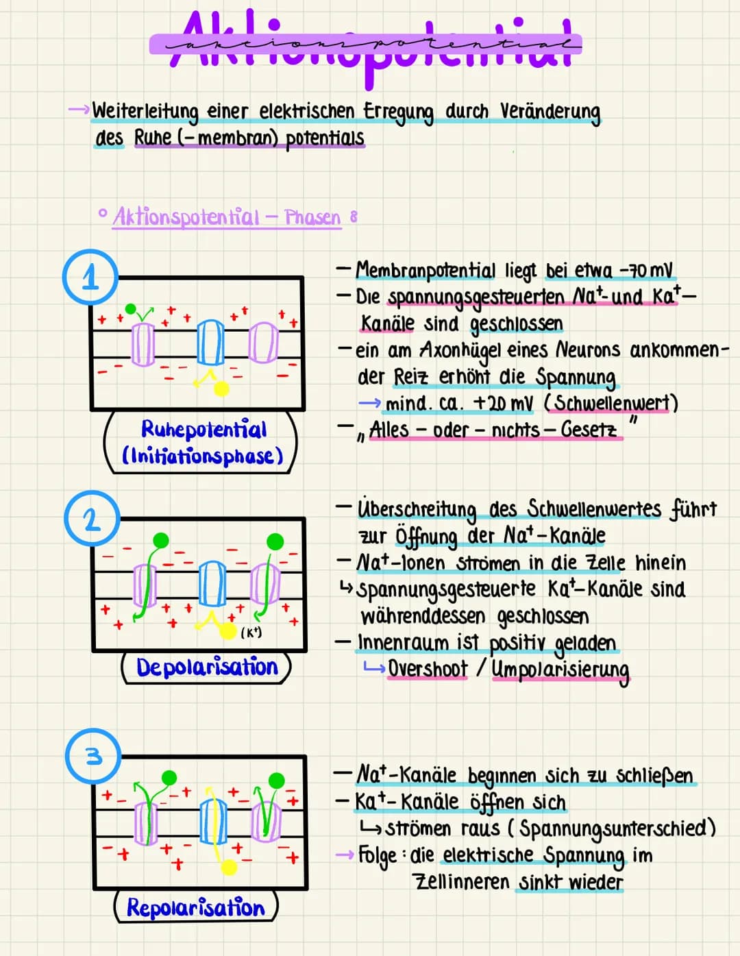 Aktionspotentiat
→ Weiterleitung einer elektrischen Erregung durch Veränderung
des Ruhe (-membran) potentials
O Aktionspotential - Phasen &
