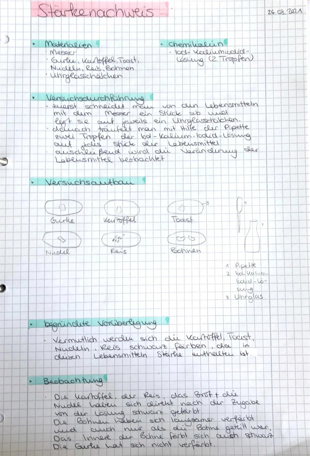 Stärkenachweis Kartoffel Protokoll - Grundschule Experiment mit Lugolsche Lösung