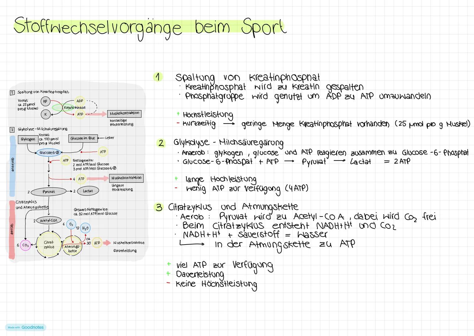 Stoffwechsel
-Es beginnt bei der Nahrungsaufnahme und endlet beim schwitzen
läuft im Mitochondrium ab
2.Schritt
NADH+H
Made with Goodnotes
G