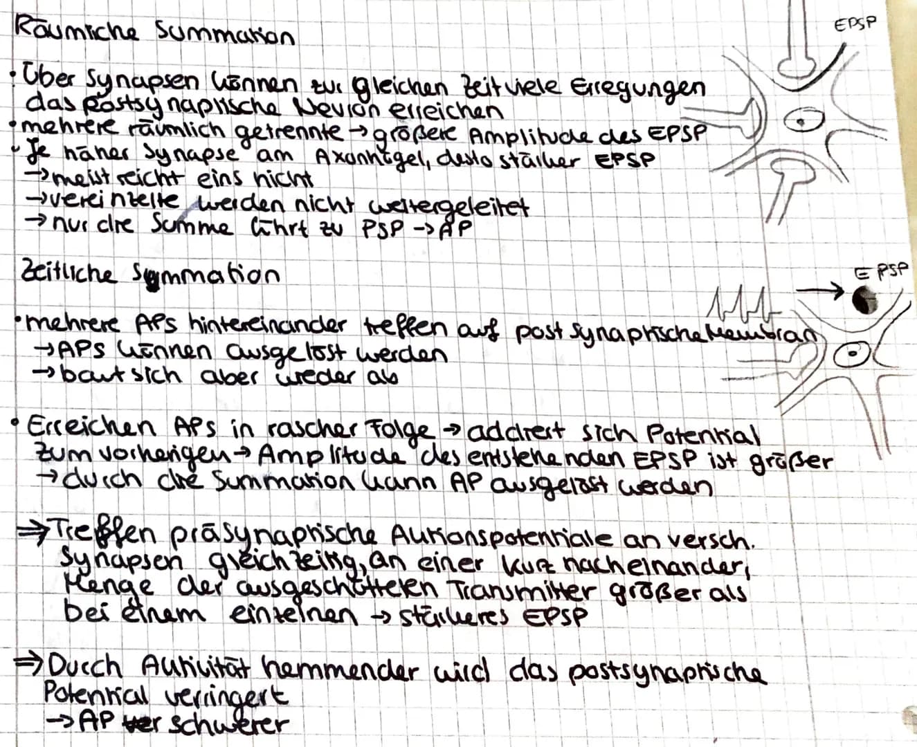 Roumiche Summation
• Uber Synapsen können zur gleichen Zeit viele Erregungen
das postsynaplische Nevion erreichen
• mehrere räumlich getrenn