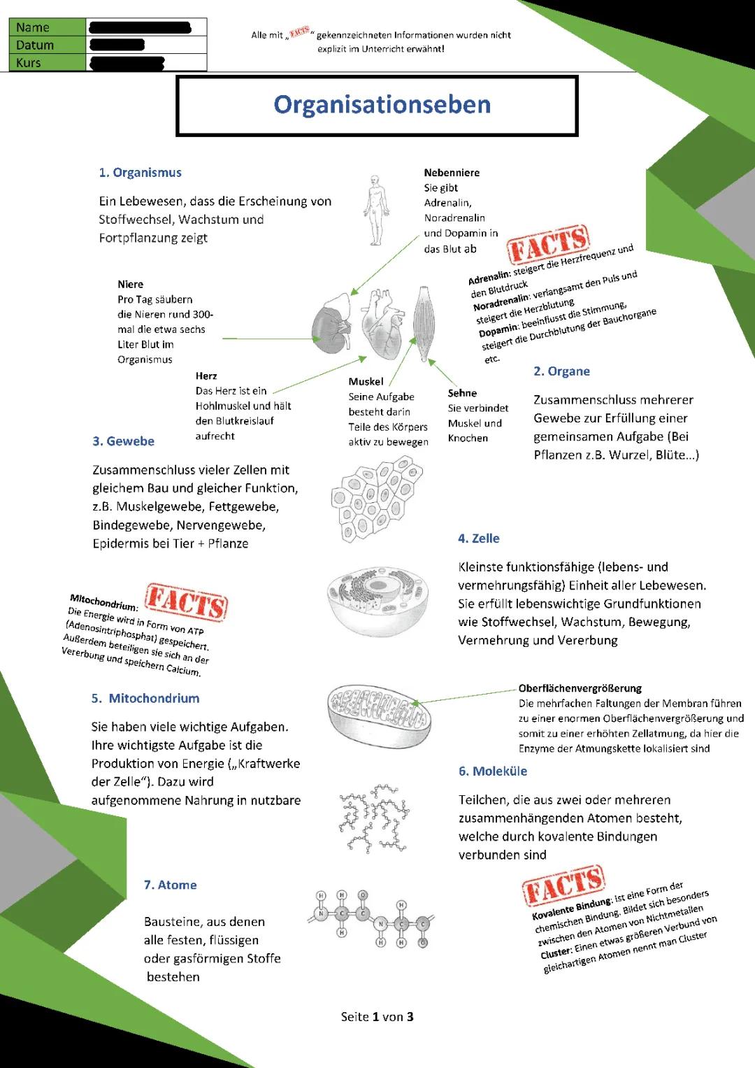 Organisationsebenen Biologie Arbeitsblatt: Aufbau der Haut und Funktionen, Mitochondrien, und Zellatmung für Kinder erklärt