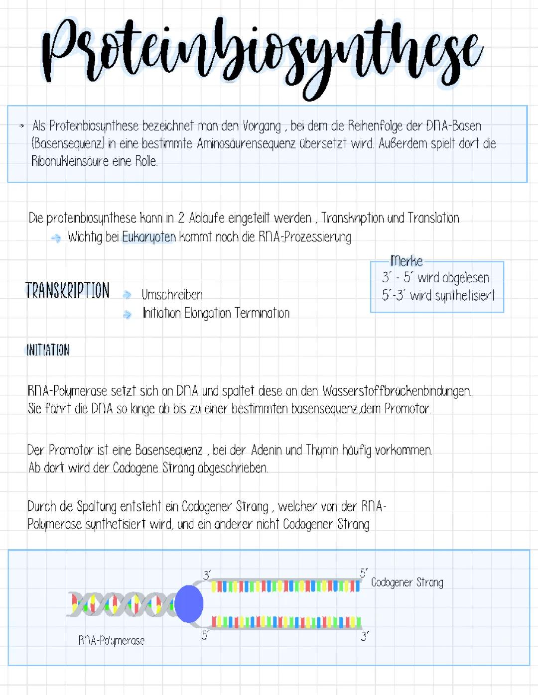 Proteinbiosynthese 