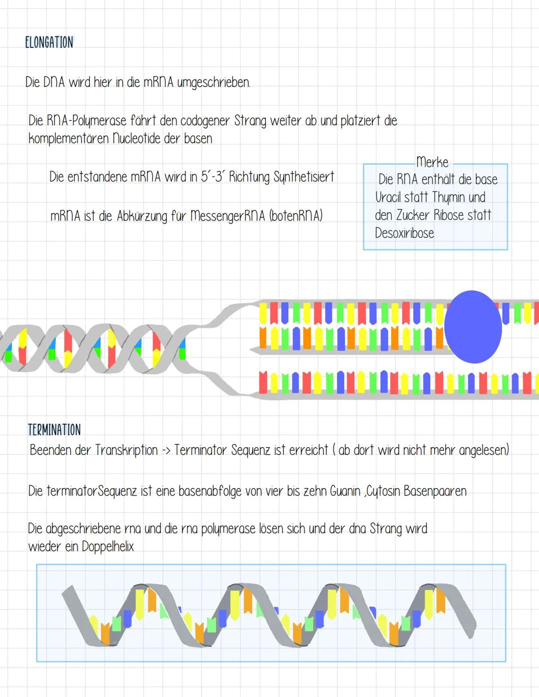 →
Proteinbiosynthese
Als Proteinbiosynthese bezeichnet man den Vorgang, bei dem die Reihenfolge der DNA-Basen
(Basensequenz) in eine bestimm