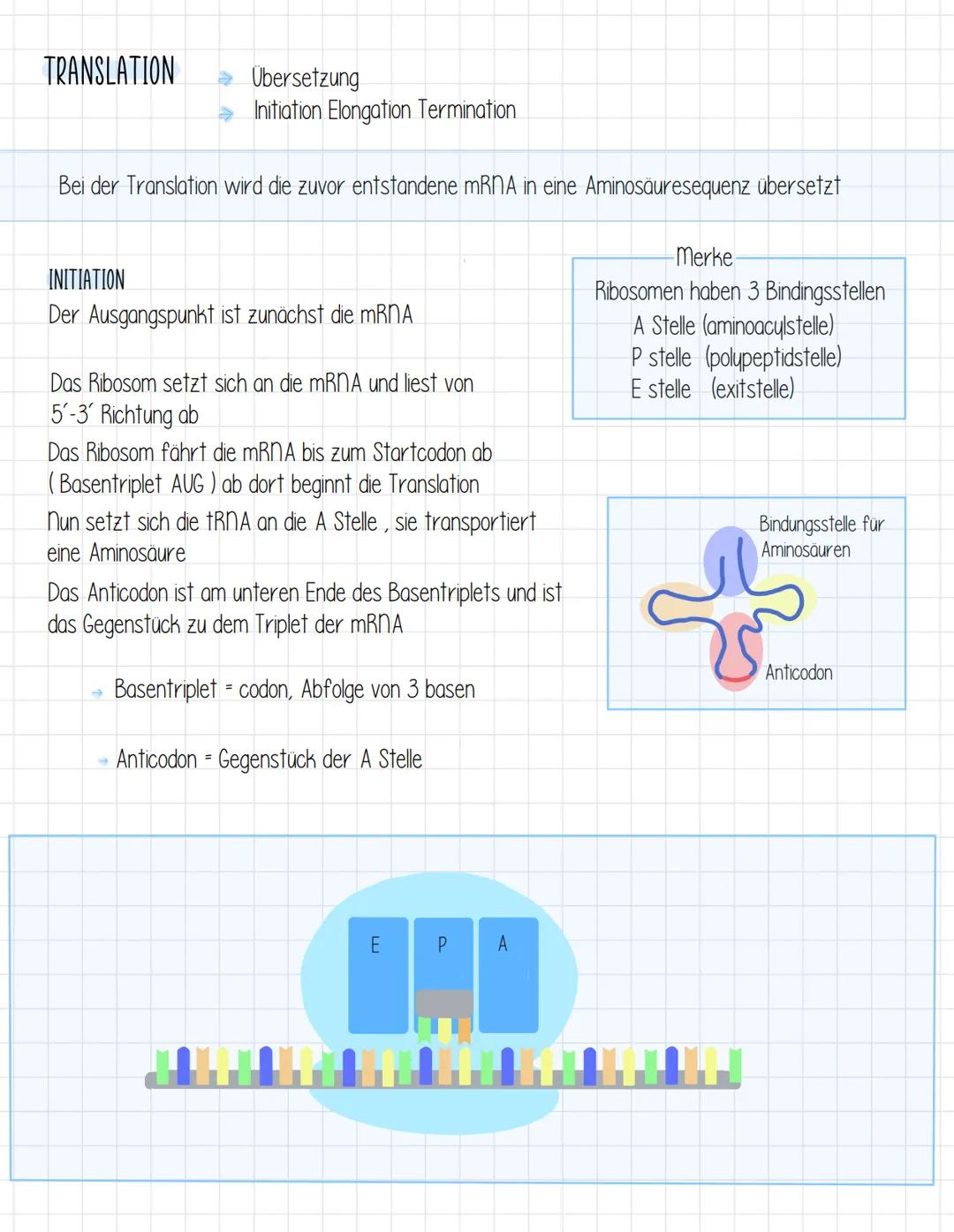 →
Proteinbiosynthese
Als Proteinbiosynthese bezeichnet man den Vorgang, bei dem die Reihenfolge der DNA-Basen
(Basensequenz) in eine bestimm