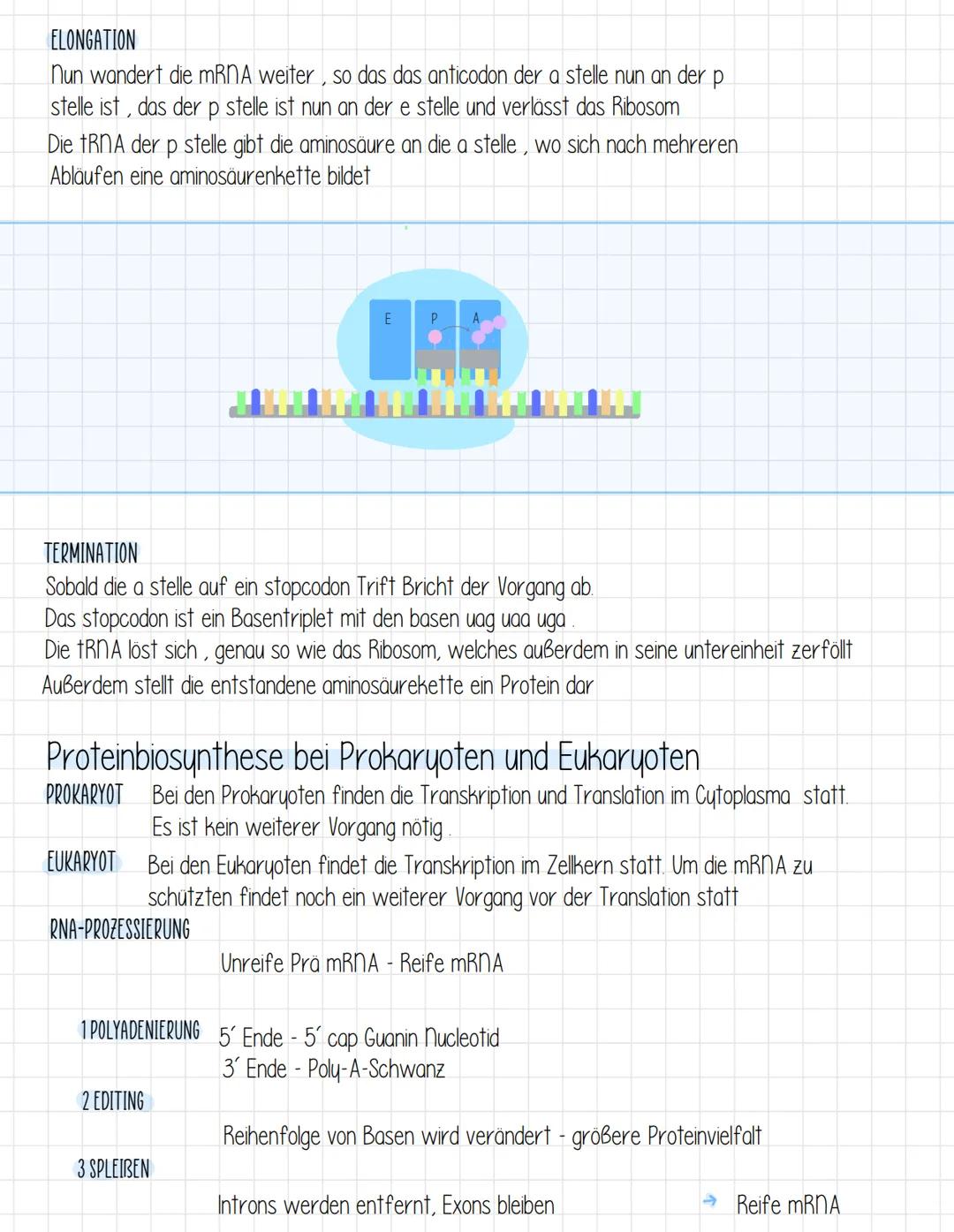 →
Proteinbiosynthese
Als Proteinbiosynthese bezeichnet man den Vorgang, bei dem die Reihenfolge der DNA-Basen
(Basensequenz) in eine bestimm