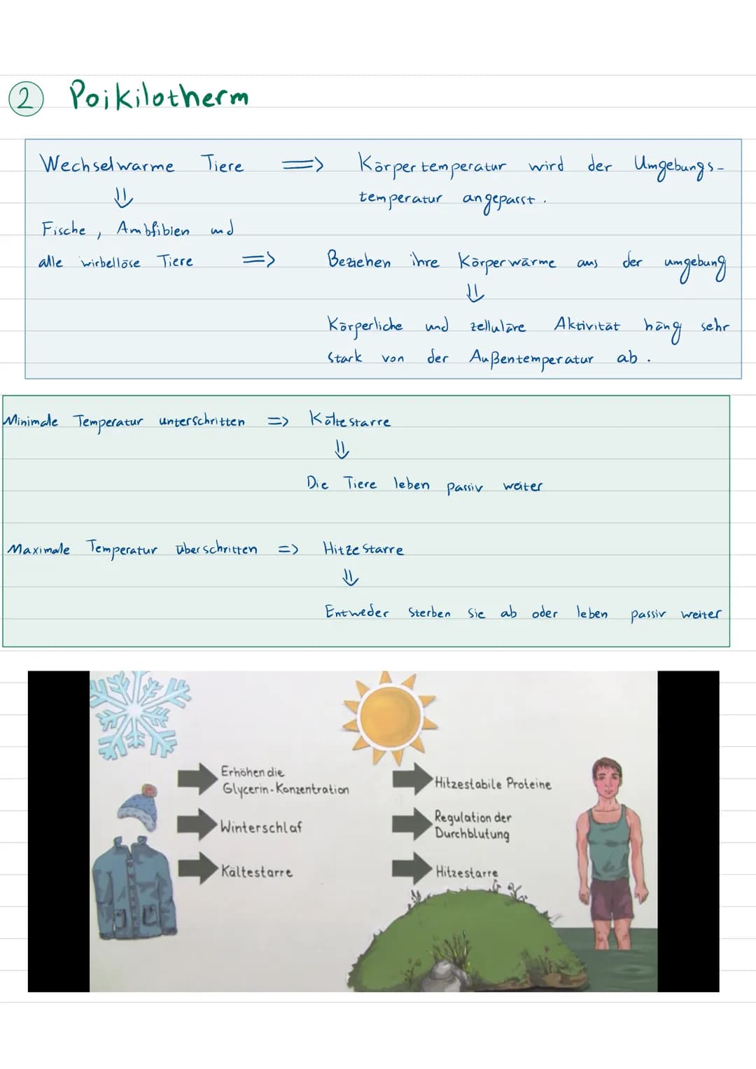 Einfluß der Temperatur auf Tiere.
Alle biochemische Reaktionen, wie z. B.
Diffusion sind temperatur abhängig.
RGT - Regel (Reaksion geschwin