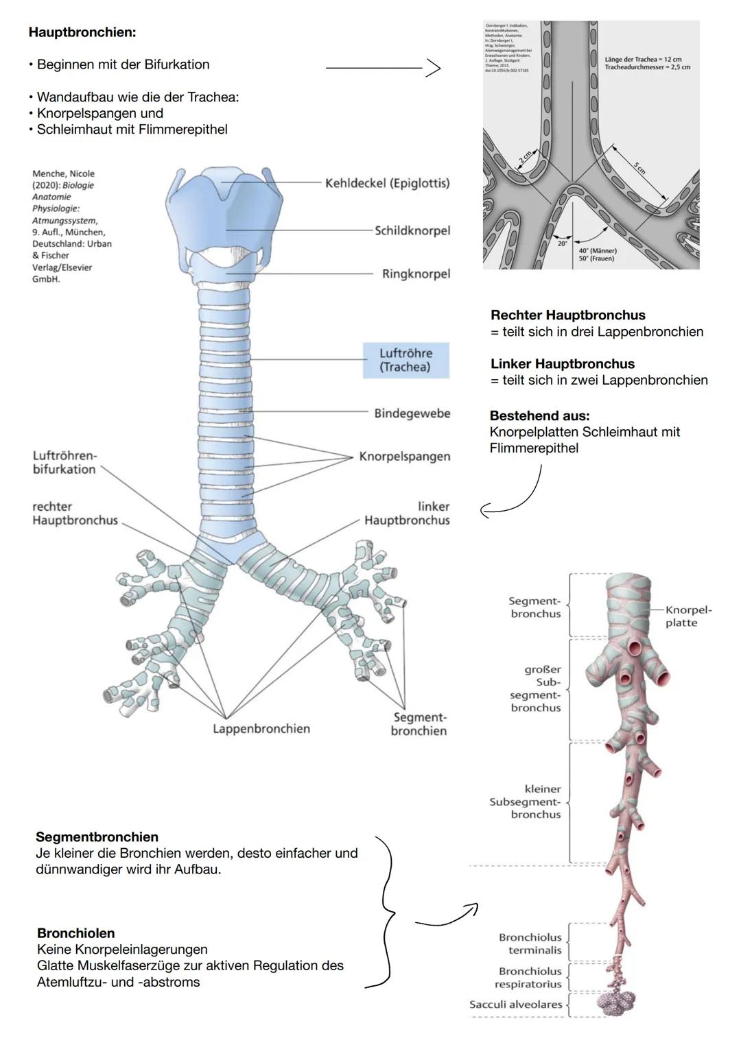 Anatomie Lunge
Der obere Atemweg umfasst:
Nase, Nasenhaupthöhle, Nasennebenhöhle
und den Rachen
Der untere Atemweg umfasst:
Alle ab dem Lary