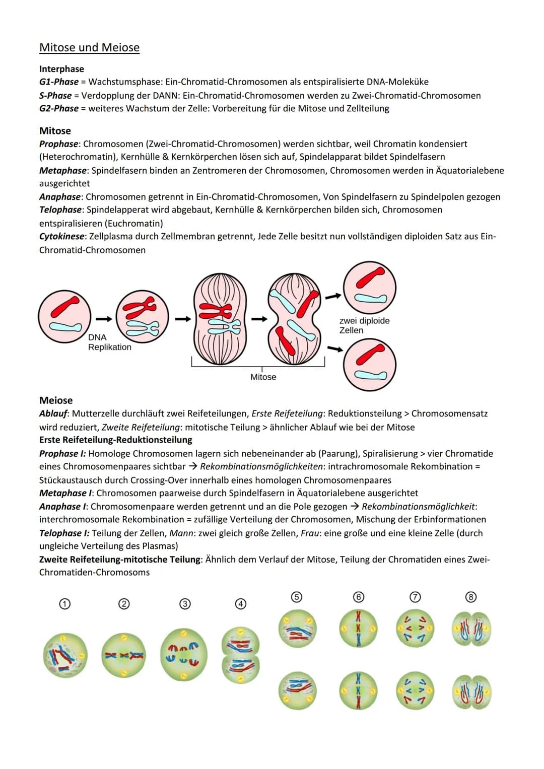 Genetik
Vererbung
Chromosom
Centromer
Chromatid
Genotyp
Phänotyp, Phän
Genom
Gen
Allel
dominant
rezessiv
Kodominanz
Dominant-rezessiver Erbg