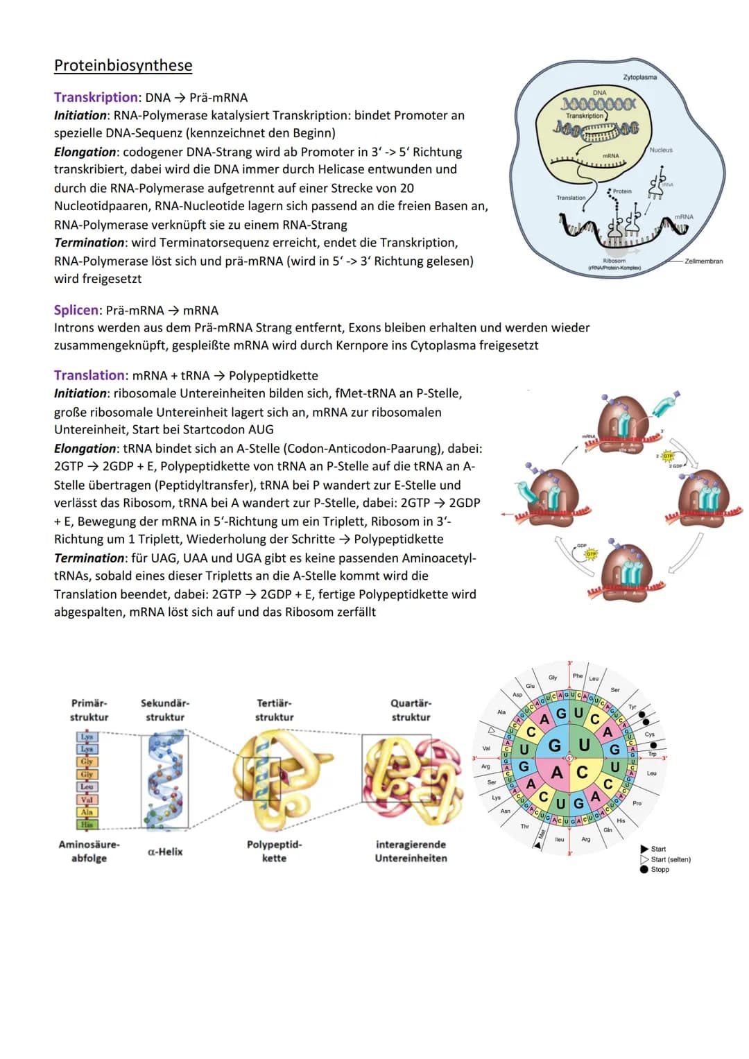 Genetik
Vererbung
Chromosom
Centromer
Chromatid
Genotyp
Phänotyp, Phän
Genom
Gen
Allel
dominant
rezessiv
Kodominanz
Dominant-rezessiver Erbg