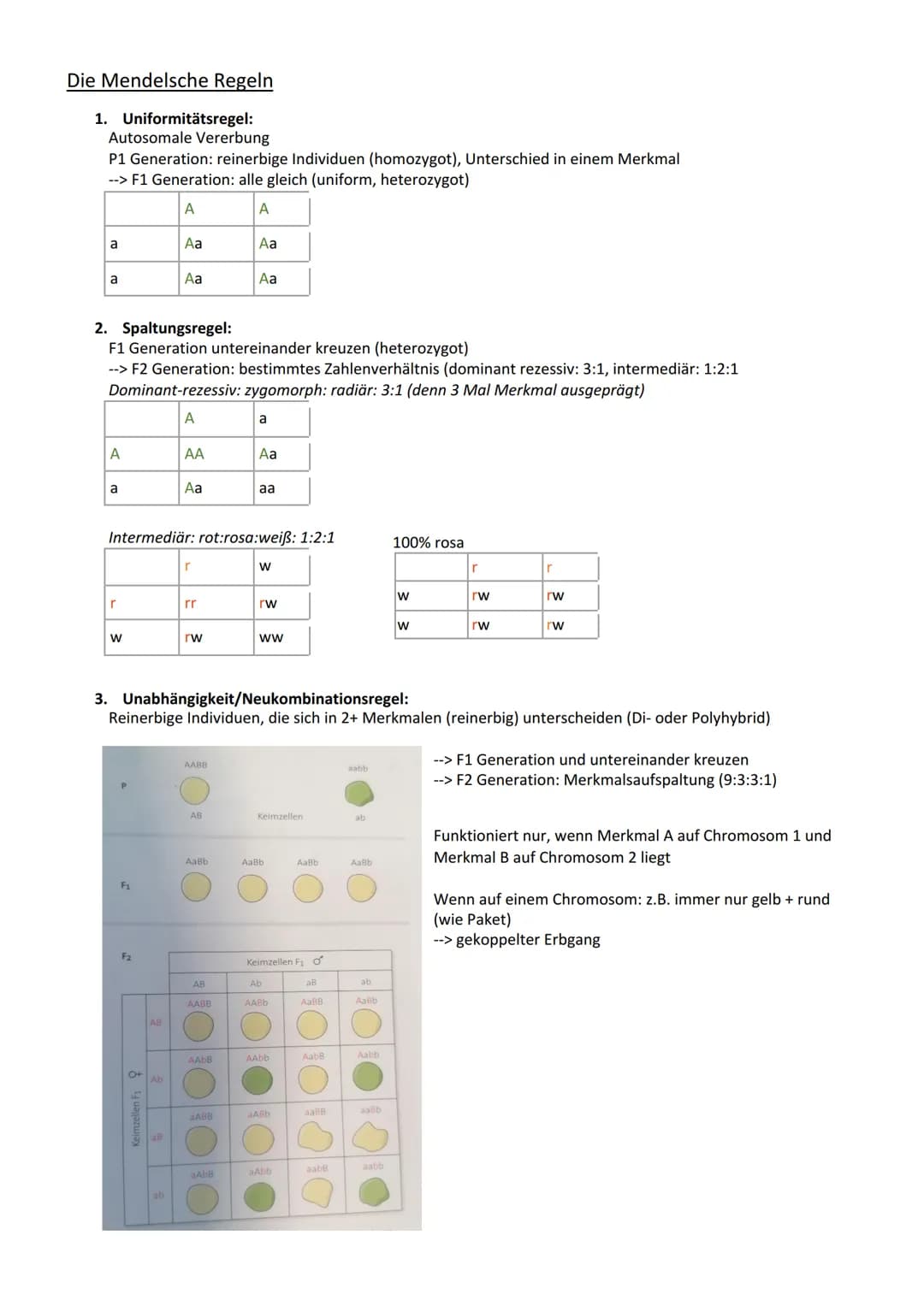 Genetik
Vererbung
Chromosom
Centromer
Chromatid
Genotyp
Phänotyp, Phän
Genom
Gen
Allel
dominant
rezessiv
Kodominanz
Dominant-rezessiver Erbg