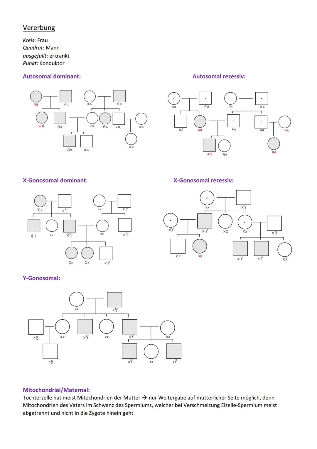 Genetik
Vererbung
Chromosom
Centromer
Chromatid
Genotyp
Phänotyp, Phän
Genom
Gen
Allel
dominant
rezessiv
Kodominanz
Dominant-rezessiver Erbg