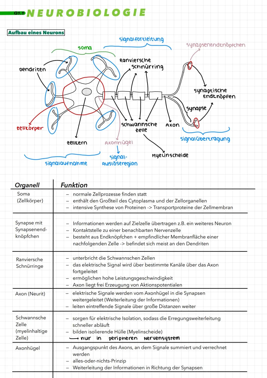 01. NEUROBIOLOGIE
Aufbau eines Neurons
Dendriten
zellkörper
Organell
Soma
(Zellkörper)
Synapse mit
Synapsenend-
knöpfchen
Ranviersche
Schnür