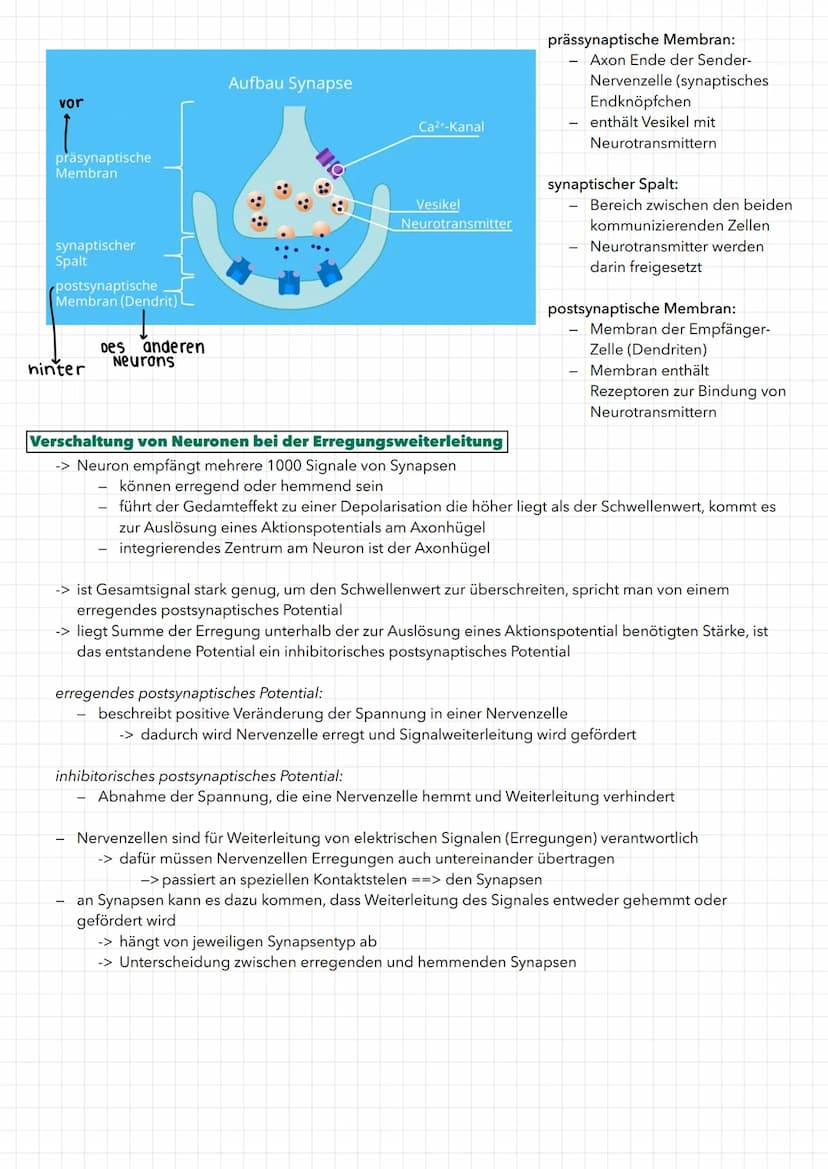 01. NEUROBIOLOGIE
Aufbau eines Neurons
Dendriten
zellkörper
Organell
Soma
(Zellkörper)
Synapse mit
Synapsenend-
knöpfchen
Ranviersche
Schnür