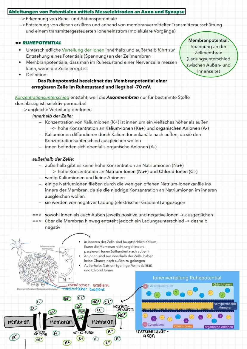 01. NEUROBIOLOGIE
Aufbau eines Neurons
Dendriten
zellkörper
Organell
Soma
(Zellkörper)
Synapse mit
Synapsenend-
knöpfchen
Ranviersche
Schnür