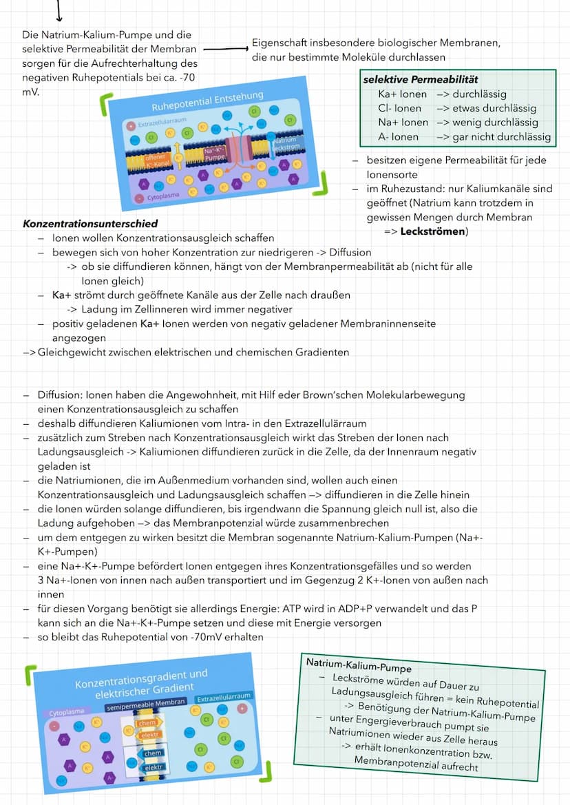 01. NEUROBIOLOGIE
Aufbau eines Neurons
Dendriten
zellkörper
Organell
Soma
(Zellkörper)
Synapse mit
Synapsenend-
knöpfchen
Ranviersche
Schnür
