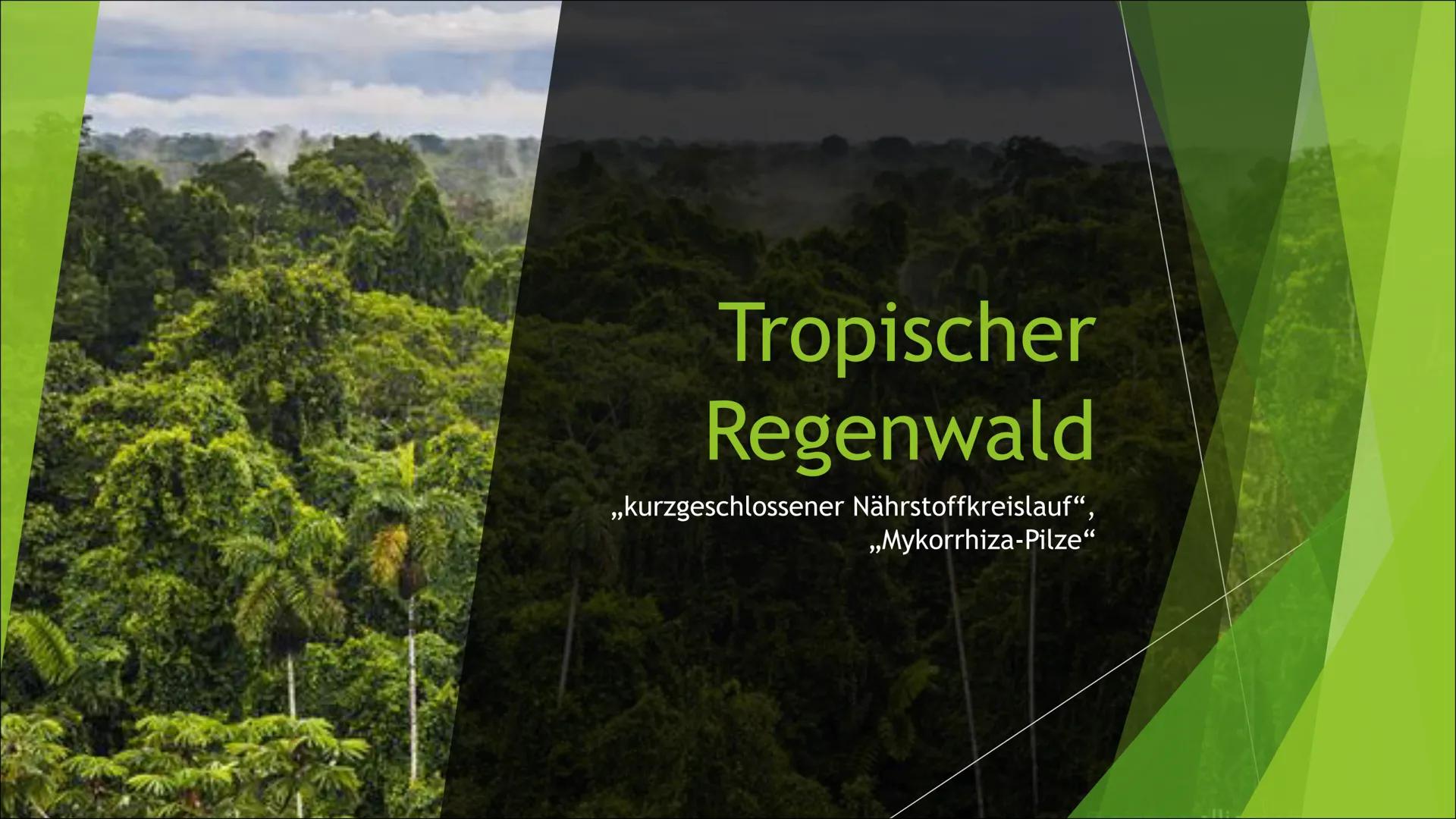 Tropischer
Regenwald
,,kurzgeschlossener Nährstoffkreislauf",
,,Mykorrhiza-Pilze" kurzgeschlossener Nährstoffkreislauf
► Im tropischen Regen