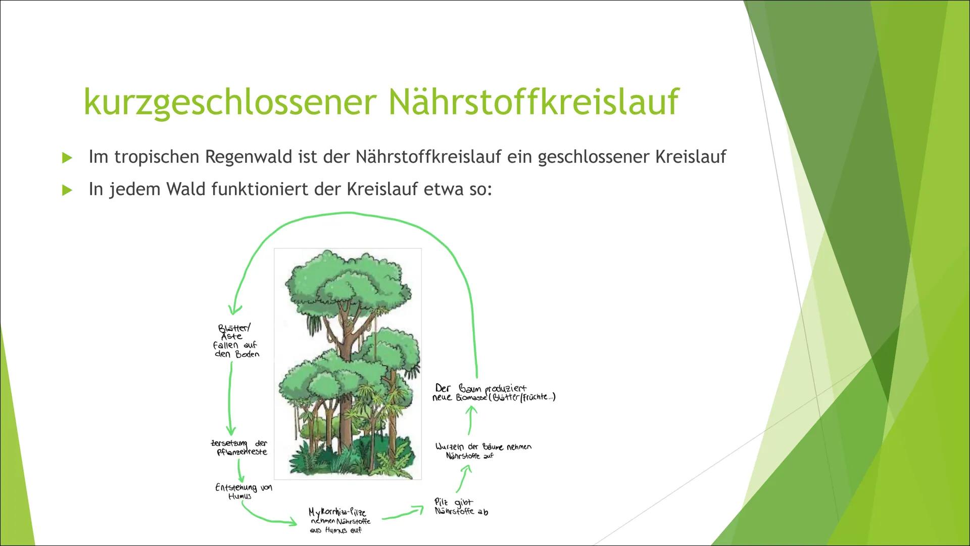 Tropischer
Regenwald
,,kurzgeschlossener Nährstoffkreislauf",
,,Mykorrhiza-Pilze" kurzgeschlossener Nährstoffkreislauf
► Im tropischen Regen