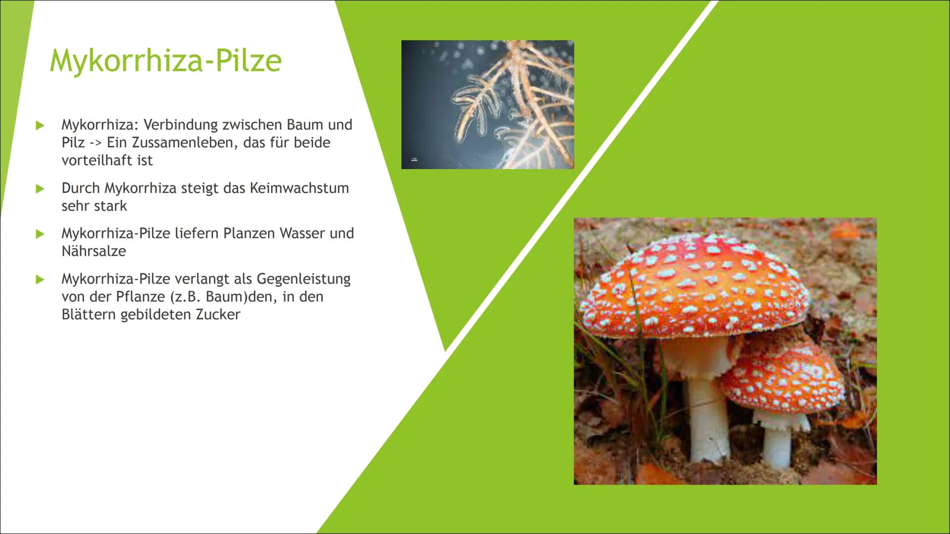 Tropischer
Regenwald
,,kurzgeschlossener Nährstoffkreislauf",
,,Mykorrhiza-Pilze" kurzgeschlossener Nährstoffkreislauf
► Im tropischen Regen