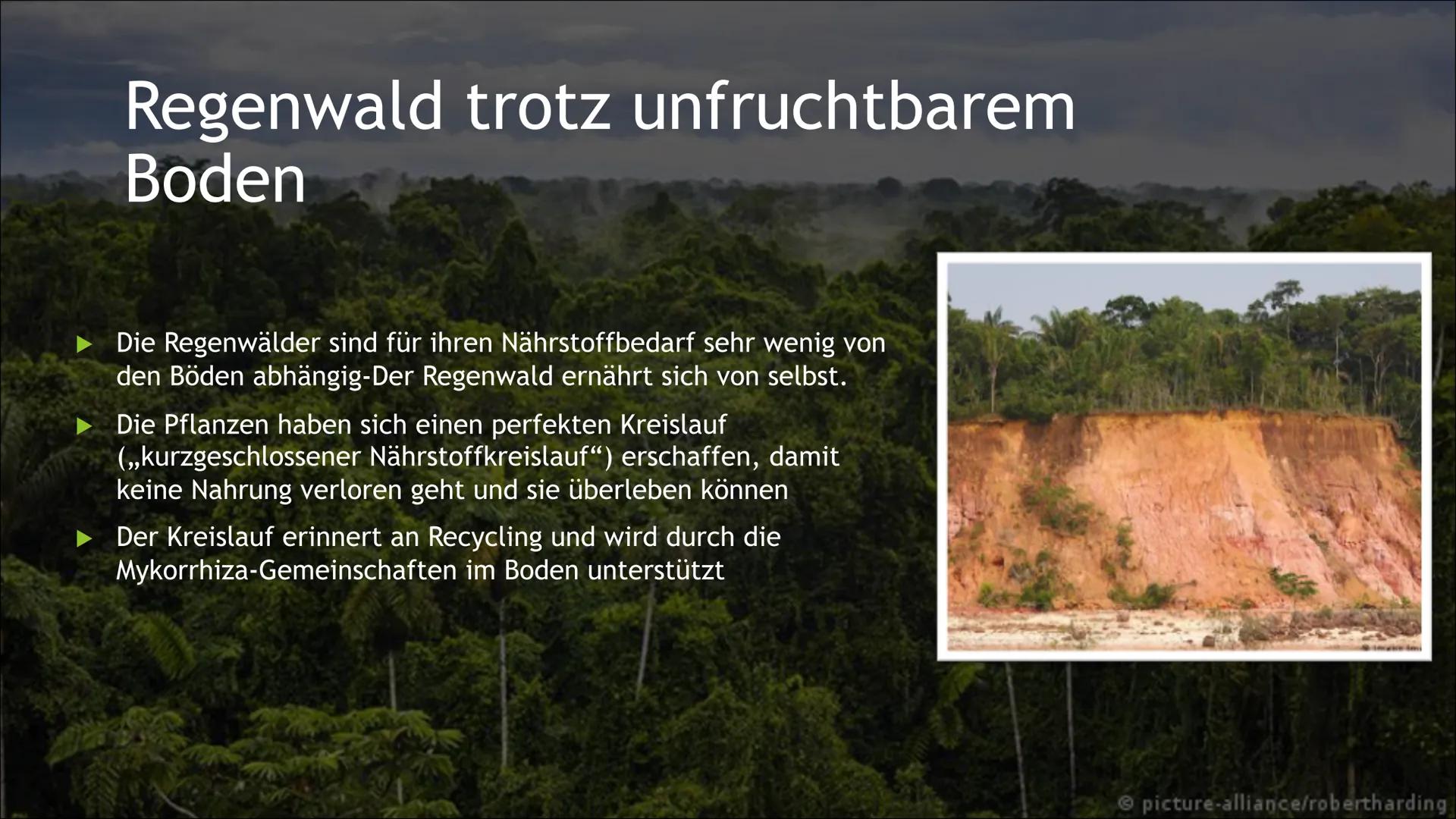 Tropischer
Regenwald
,,kurzgeschlossener Nährstoffkreislauf",
,,Mykorrhiza-Pilze" kurzgeschlossener Nährstoffkreislauf
► Im tropischen Regen