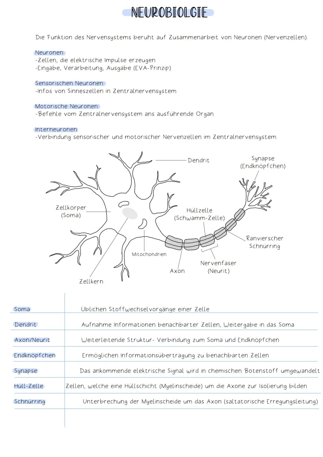 Neurobiologie