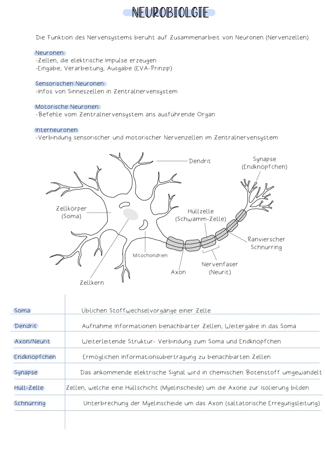 Soma
Die Funktion des Nervensystems beruht auf Zusammenarbeit von Neuronen (Nervenzellen).
Neuronen:
-Zellen, die elektrische Impulse erzeug