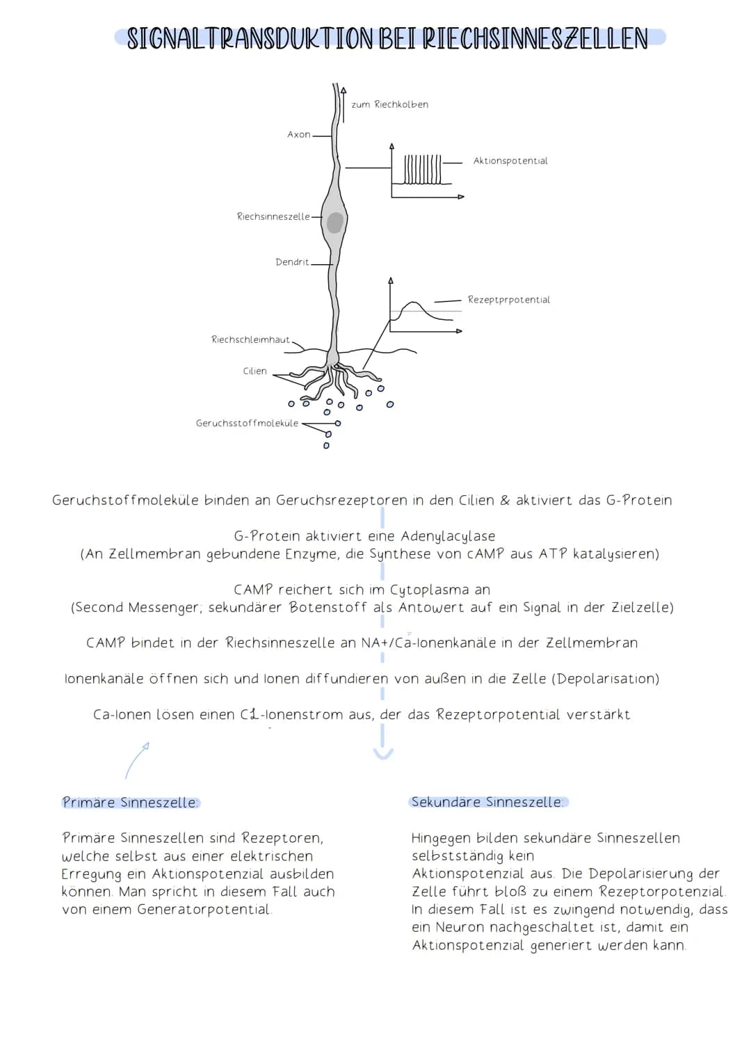 Soma
Die Funktion des Nervensystems beruht auf Zusammenarbeit von Neuronen (Nervenzellen).
Neuronen:
-Zellen, die elektrische Impulse erzeug