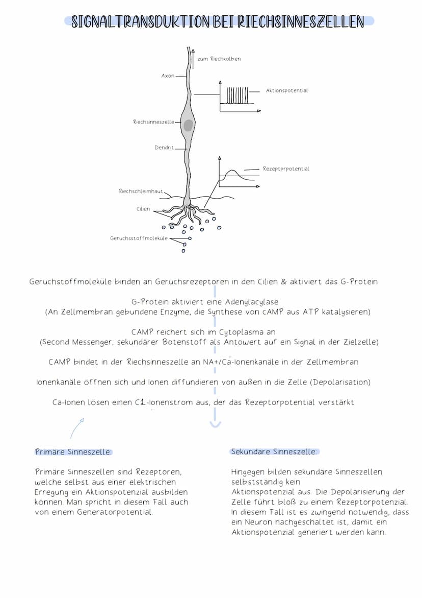 Soma
Die Funktion des Nervensystems beruht auf Zusammenarbeit von Neuronen (Nervenzellen).
Neuronen:
-Zellen, die elektrische Impulse erzeug