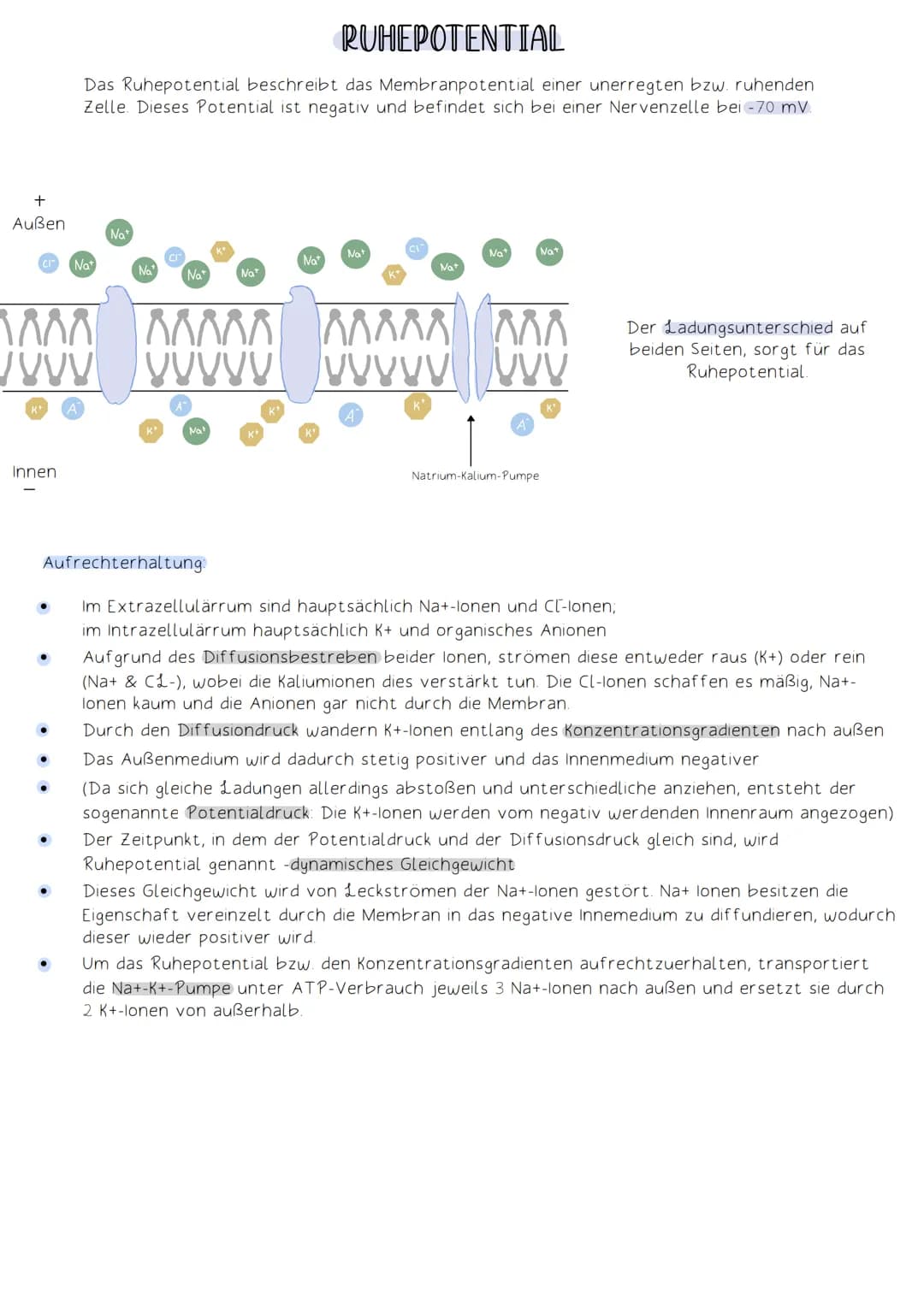 Soma
Die Funktion des Nervensystems beruht auf Zusammenarbeit von Neuronen (Nervenzellen).
Neuronen:
-Zellen, die elektrische Impulse erzeug