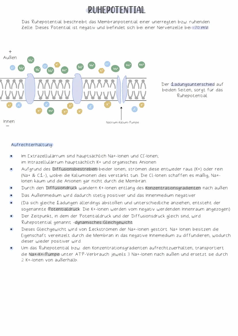 Soma
Die Funktion des Nervensystems beruht auf Zusammenarbeit von Neuronen (Nervenzellen).
Neuronen:
-Zellen, die elektrische Impulse erzeug