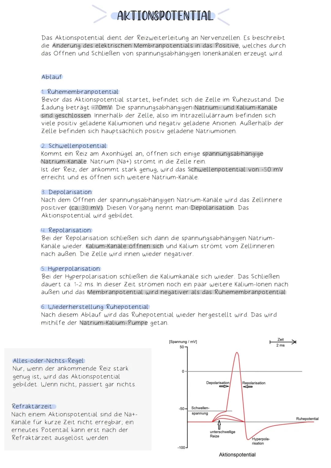 Soma
Die Funktion des Nervensystems beruht auf Zusammenarbeit von Neuronen (Nervenzellen).
Neuronen:
-Zellen, die elektrische Impulse erzeug
