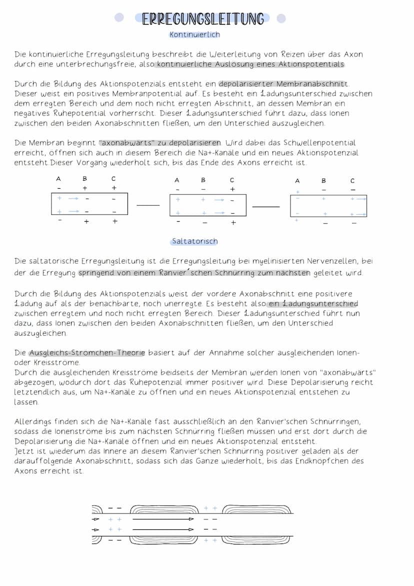 Soma
Die Funktion des Nervensystems beruht auf Zusammenarbeit von Neuronen (Nervenzellen).
Neuronen:
-Zellen, die elektrische Impulse erzeug
