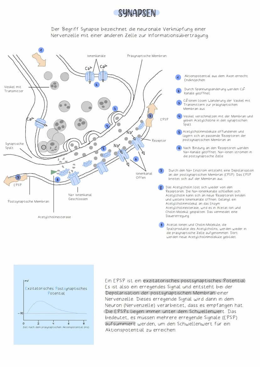 Soma
Die Funktion des Nervensystems beruht auf Zusammenarbeit von Neuronen (Nervenzellen).
Neuronen:
-Zellen, die elektrische Impulse erzeug