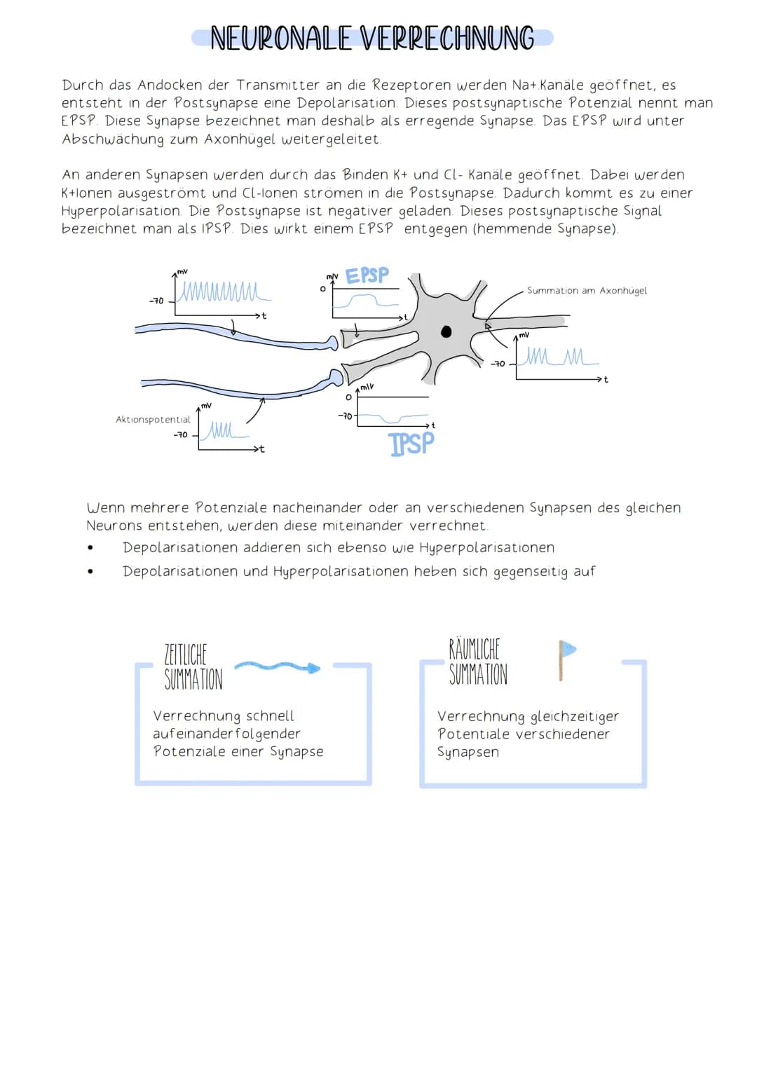 Soma
Die Funktion des Nervensystems beruht auf Zusammenarbeit von Neuronen (Nervenzellen).
Neuronen:
-Zellen, die elektrische Impulse erzeug
