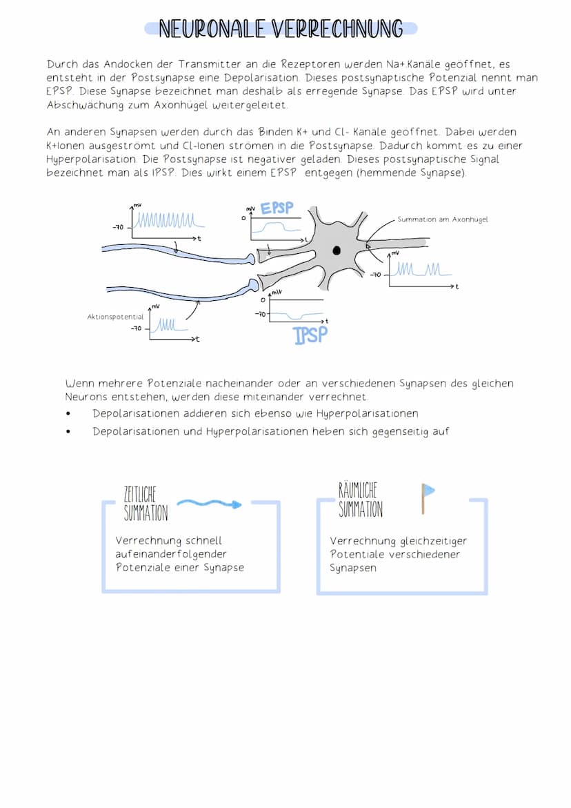 Soma
Die Funktion des Nervensystems beruht auf Zusammenarbeit von Neuronen (Nervenzellen).
Neuronen:
-Zellen, die elektrische Impulse erzeug
