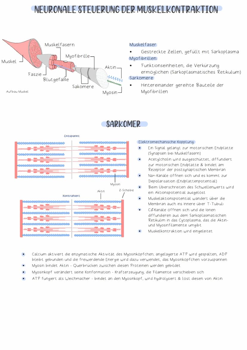 Soma
Die Funktion des Nervensystems beruht auf Zusammenarbeit von Neuronen (Nervenzellen).
Neuronen:
-Zellen, die elektrische Impulse erzeug