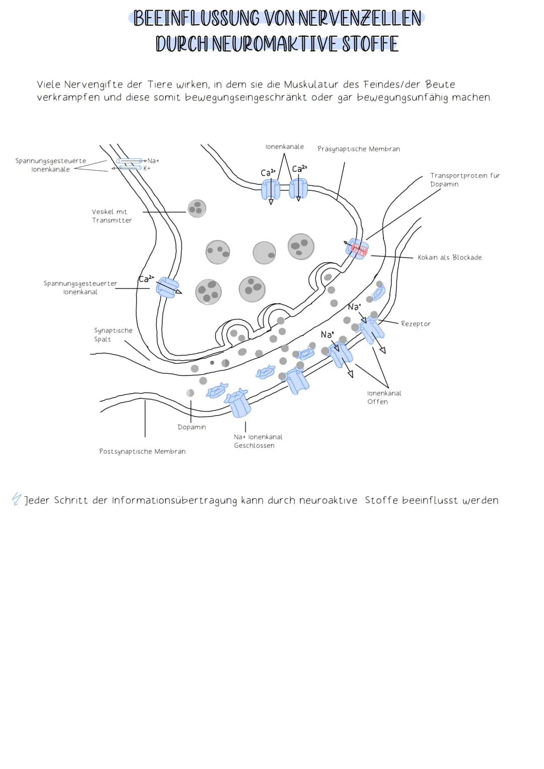 Soma
Die Funktion des Nervensystems beruht auf Zusammenarbeit von Neuronen (Nervenzellen).
Neuronen:
-Zellen, die elektrische Impulse erzeug