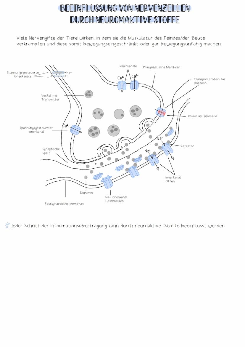 Soma
Die Funktion des Nervensystems beruht auf Zusammenarbeit von Neuronen (Nervenzellen).
Neuronen:
-Zellen, die elektrische Impulse erzeug