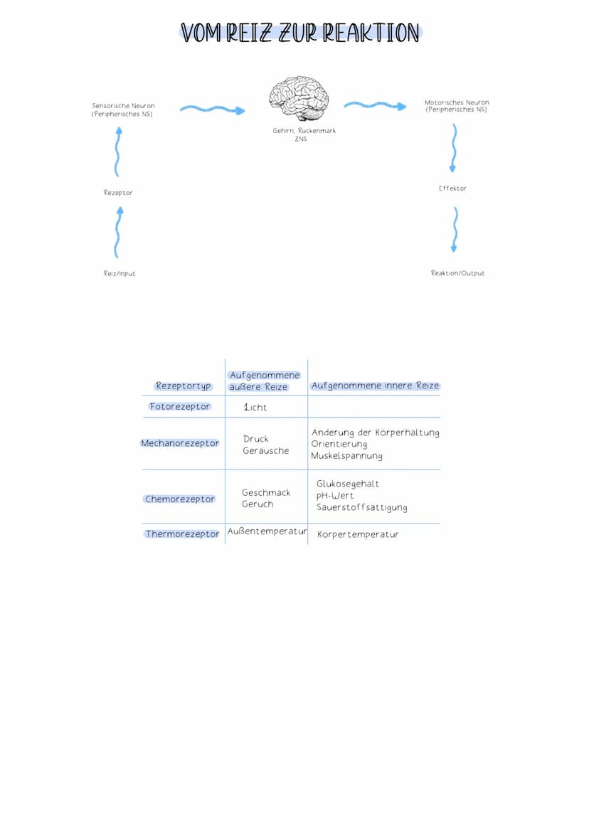 Soma
Die Funktion des Nervensystems beruht auf Zusammenarbeit von Neuronen (Nervenzellen).
Neuronen:
-Zellen, die elektrische Impulse erzeug