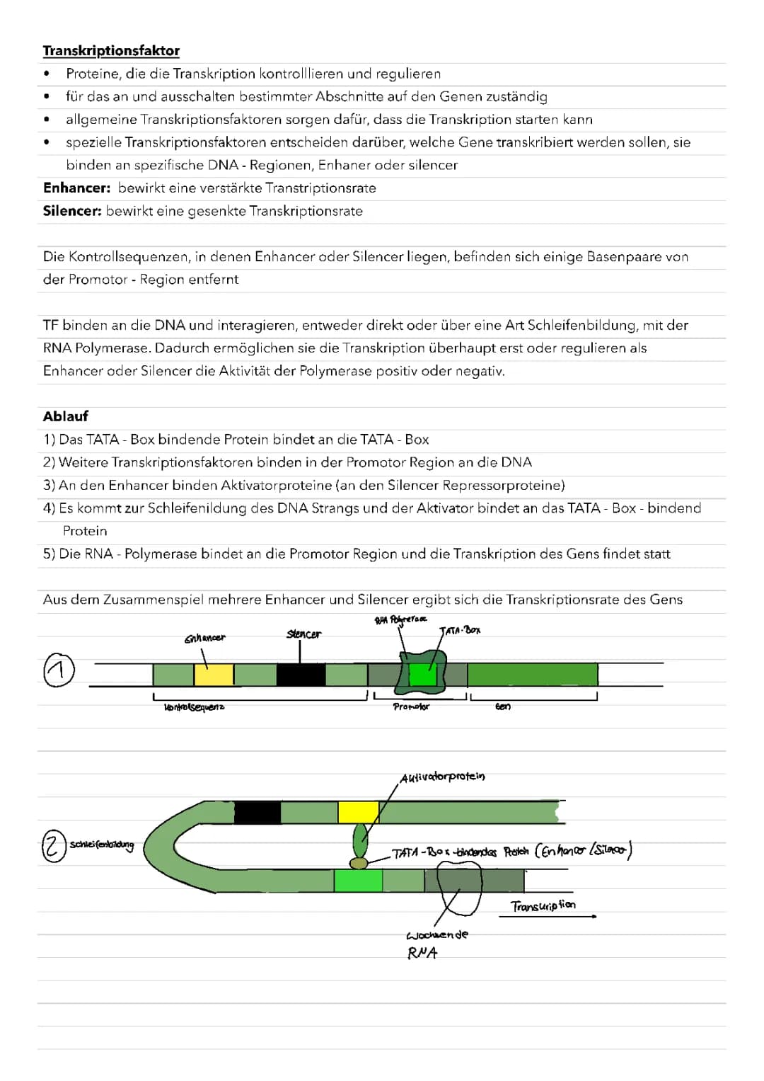 Transkriptionsfaktoren 