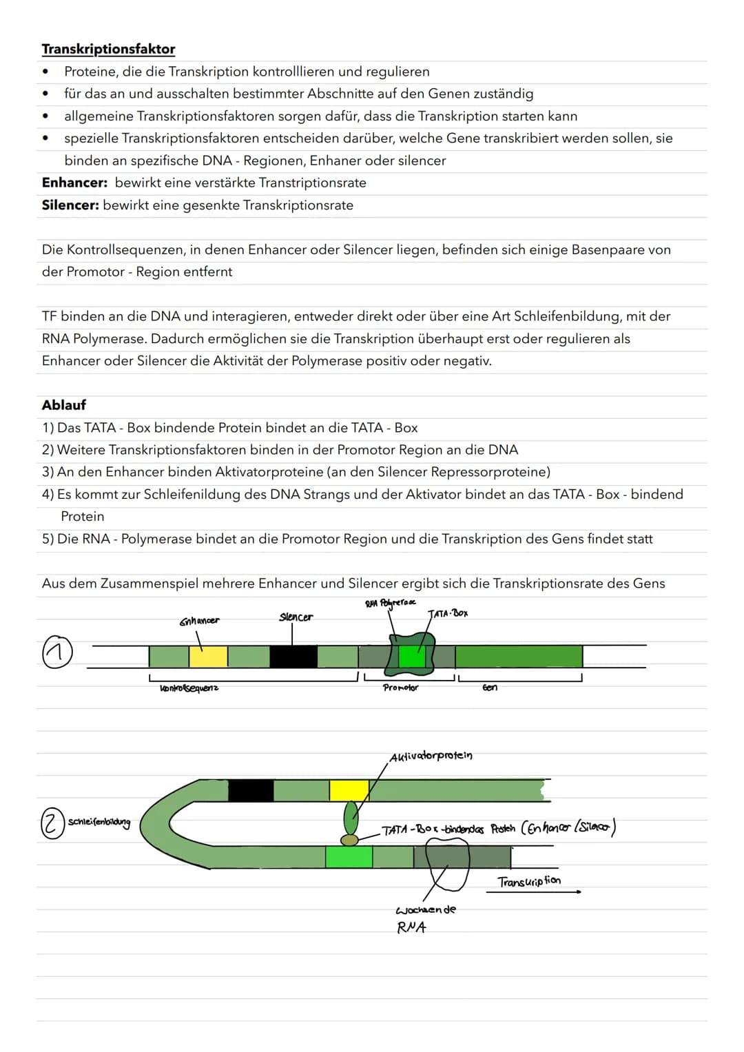Transkriptionsfaktor
Proteine, die die Transkription kontrolllieren und regulieren
für das an und ausschalten bestimmter Abschnitte auf den 